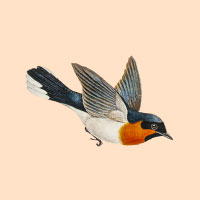Logo mit einem fliegenden Vogel